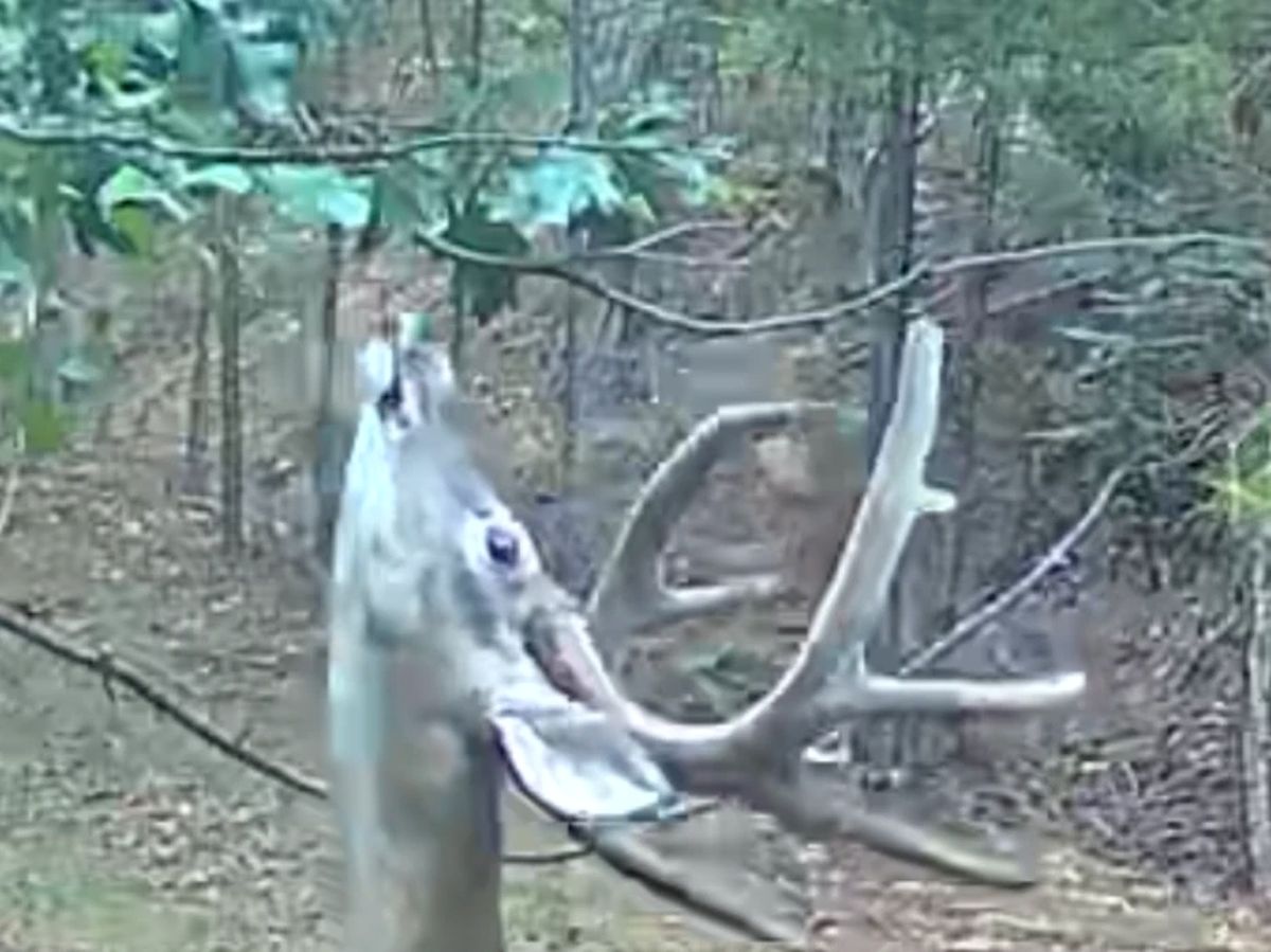 The same buck in daylight, nose up to a licking branch