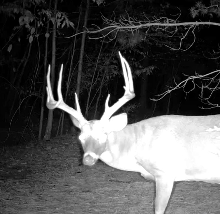 A big whitetail buck on a trail camera at night